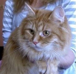 SiberianCat13 1