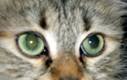 SiberianCat15J